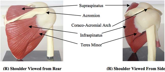 Parts of the shoulder, illustration